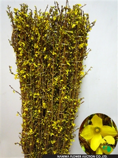 Forsythia suspensa Giant Rengyou.jpg